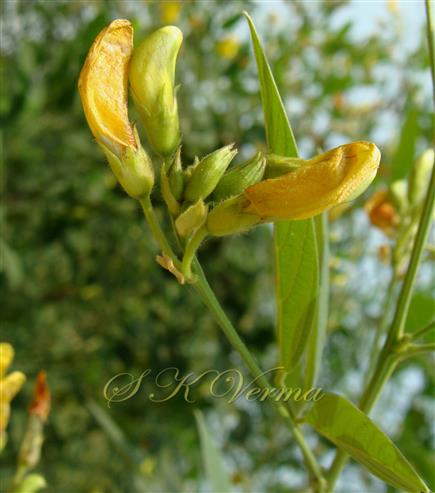  Inflorescence (Raceme)